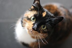 beautiful and amazing Cat Face