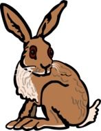 Brown bunny