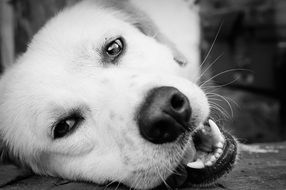 black and white photo of dog muzzle