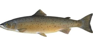 ocean fish