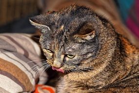 gray domestic cat licks