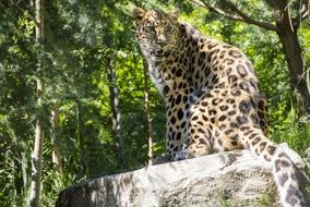 leopard with sharp teeth on the stone