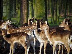 herd of roe deer