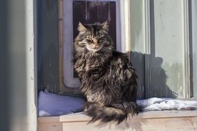 homeless cat outdoors in winter