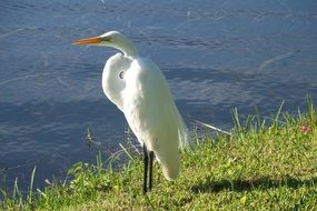 white graceful bird