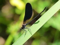 macro view of Black dragonfly on plant