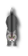 gray Cat drawing