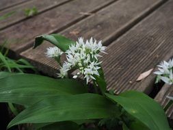 white bear's garlic