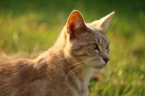 portrait of a red cat in evening