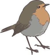 beautiful drawing of a Sparrow