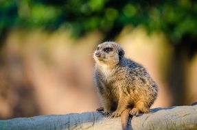 Suricate Mammal in sunny day sitting