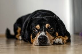 sleepy puppy lying on the floor