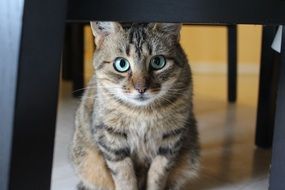 tabby cat with green eyes