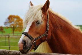 domestic red horse