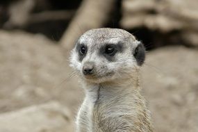 Portrait of the meerkat