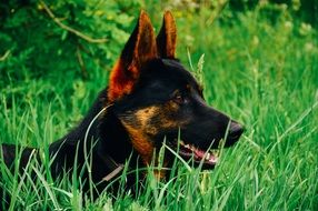 German Shepherd Dog in forest portrait