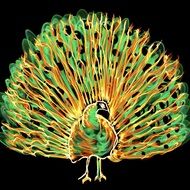 artistic drawing of a peacock