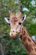 photo of the giraffe's head