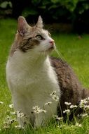 cat sits on green grass near daisies