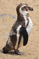 portrait of cute little black and white penguin
