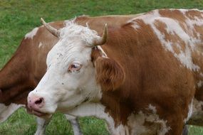 Brown and white cows