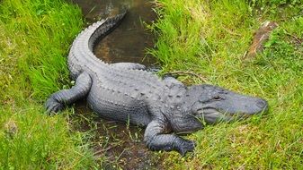 Alligator in Zoo