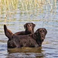 two black dogs swimming in the lake
