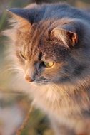 portrait of a fluffy cat