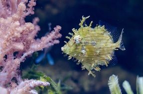 exotic fish on the background with coral
