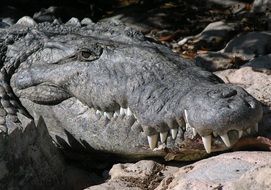 big crocodile lies on the stones