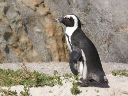 penguin in a zoo in South Africa