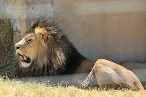 Lion with big teeth