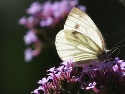 Macro picture of Butterfly is on a Lilac flower