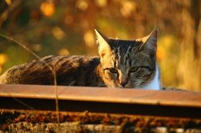 cat in autumn evening