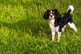 spotted dog among green grass