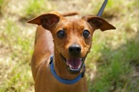 small brown dog with blue leash close up