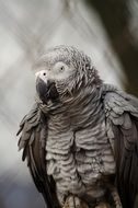 caged african grey parrot