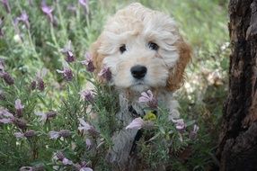 cute doggy in the meadow flowers