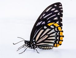 Clipart of Butterfly