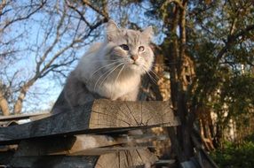 Cat Board