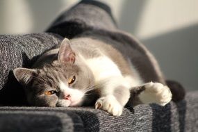 lazy grey white domestic cat