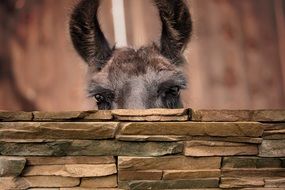 Lama Eyes and Ears