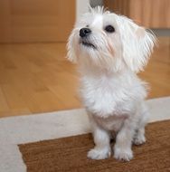 Small Dog Maltese