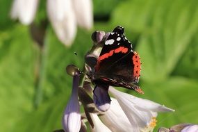 admiral butterfly on a flower close-up on a blurred background