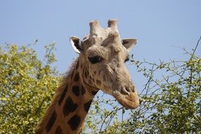 Giraffe Head over tree, niger, kouré