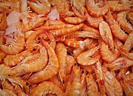 A lot of the orange shrimps