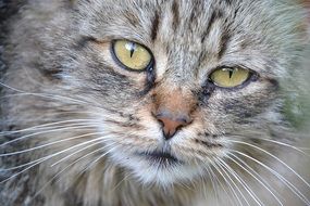 Close-up of the cat