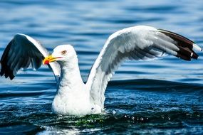 gorgeous Seagull Bird in Water close