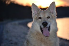 Sled Dog tongue sticking out