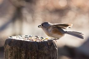 Seed Animal